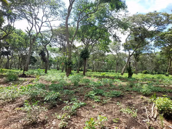 SE VENDE FINCA CAFETALERA DE 28 MANZANAS EN DIRIAMBA CARAZO.