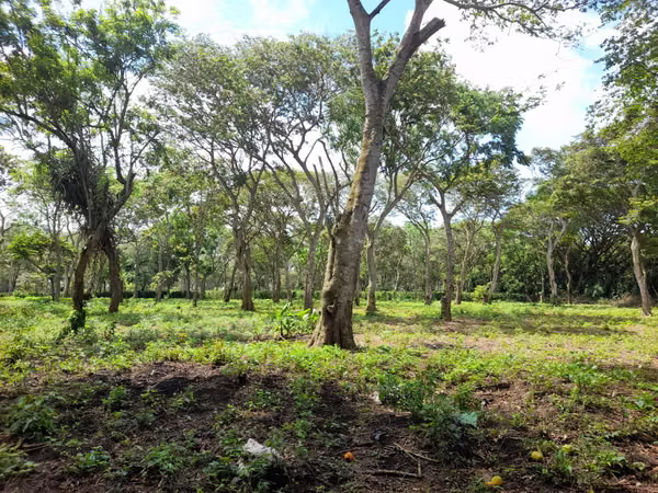 SE VENDE FINCA CAFETALERA DE 28 MANZANAS EN DIRIAMBA CARAZO.