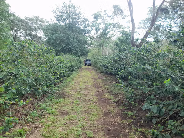 SE VENDE FINCA CAFETALERA DE 28 MANZANAS EN DIRIAMBA CARAZO.