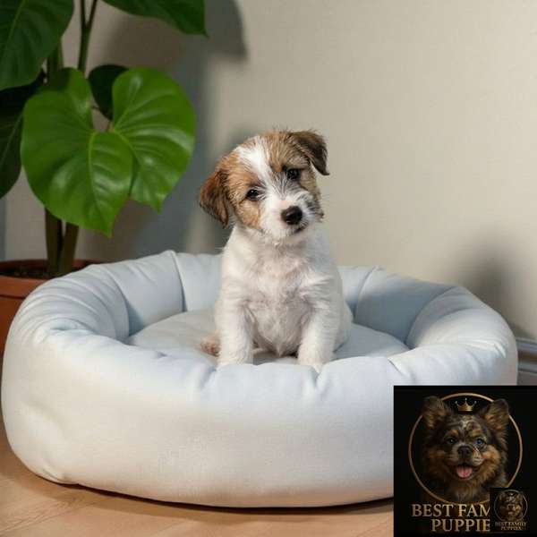 Cachorro JACK RUSELL PILO DURO available