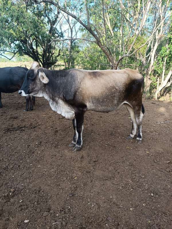 VAQUILLA PARDO BRAHMAN EN VENTA 