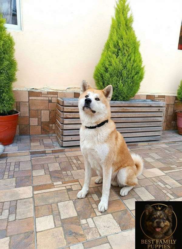 AKITA INU Cachorro (JAPONES) available
