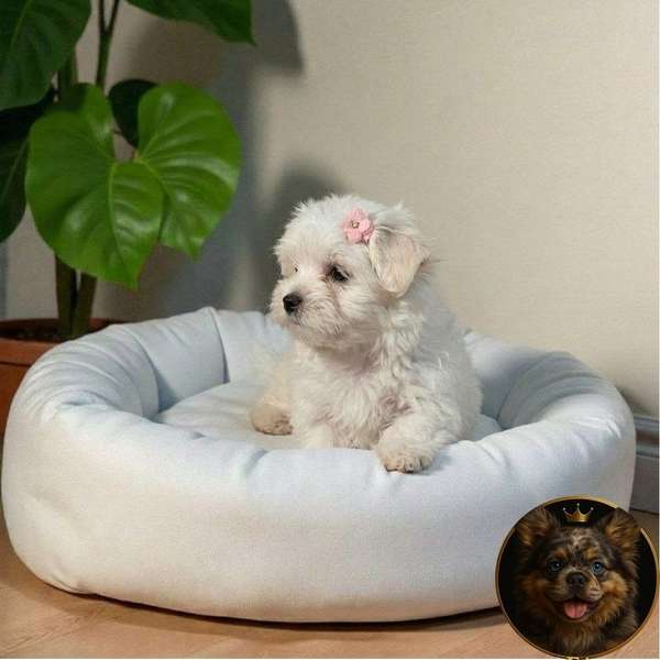 Cachorro Bichón Maltese / Maltese available