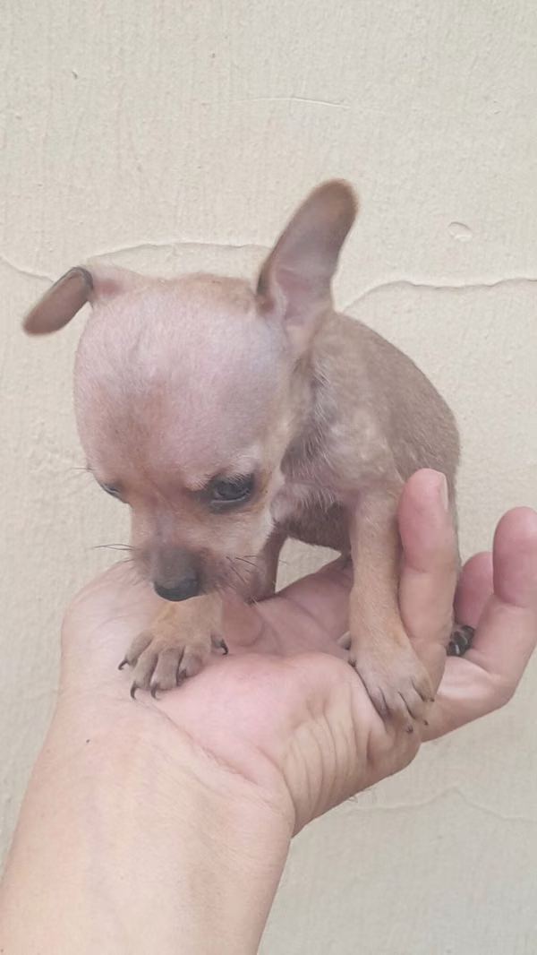 Venta Chihuahuas 