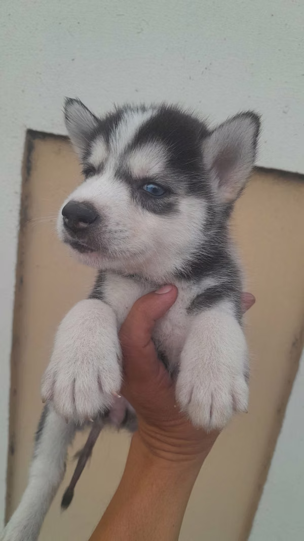 Venta Husky Siberiano 