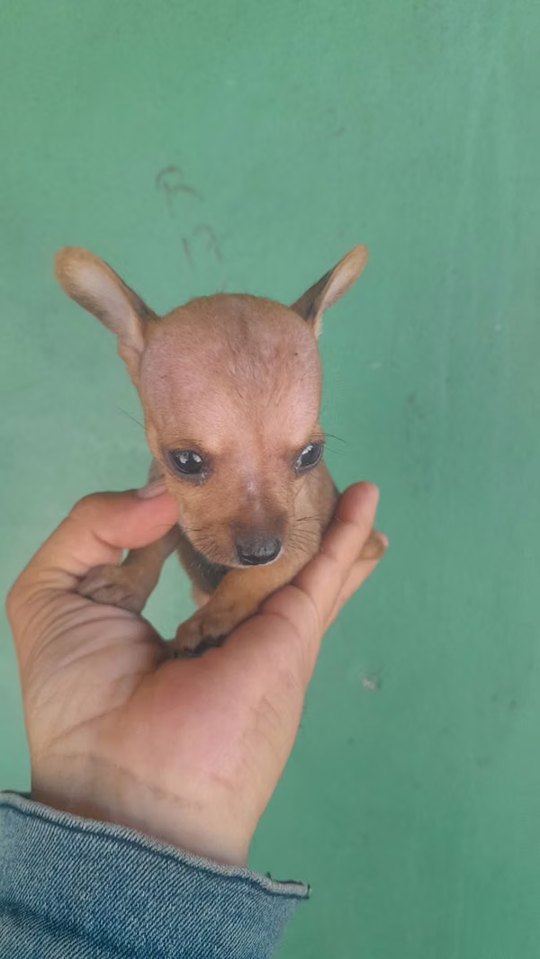 Pocket Chihuahuas