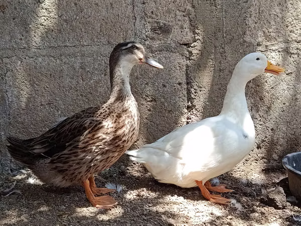 Chinese ducks - Rouen and Pekin