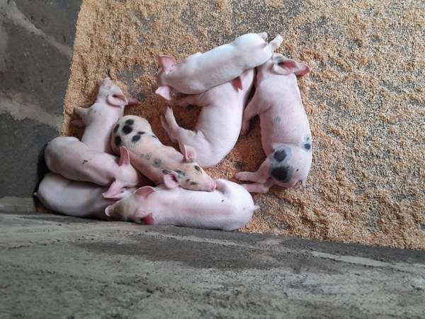 Sale piglets