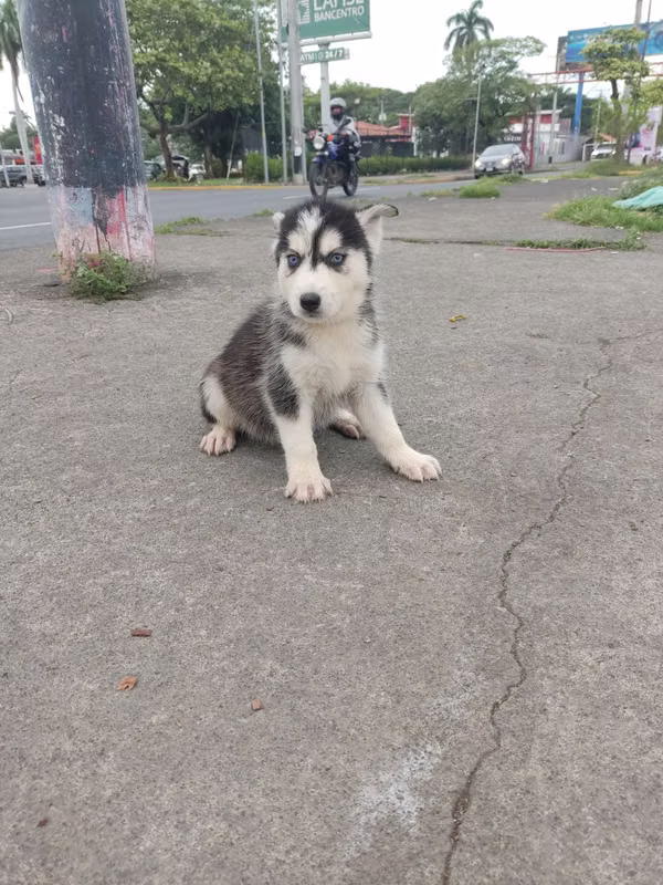 Hoskuy Siberian male and female with your vaccine
