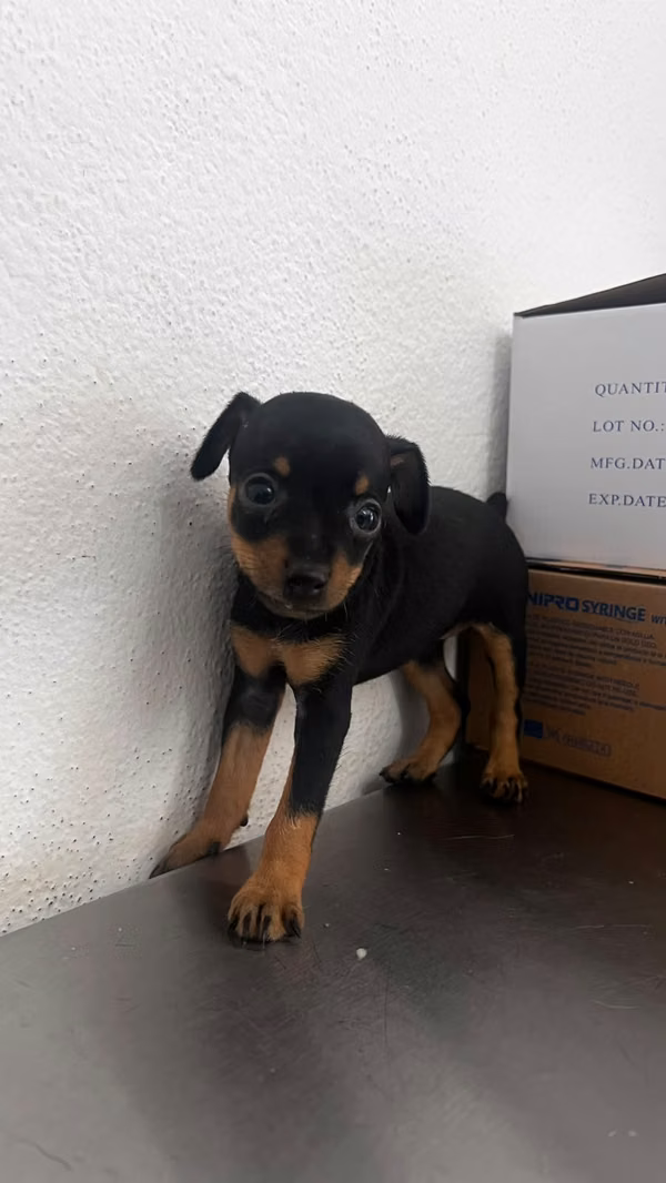 Doberman pinchér