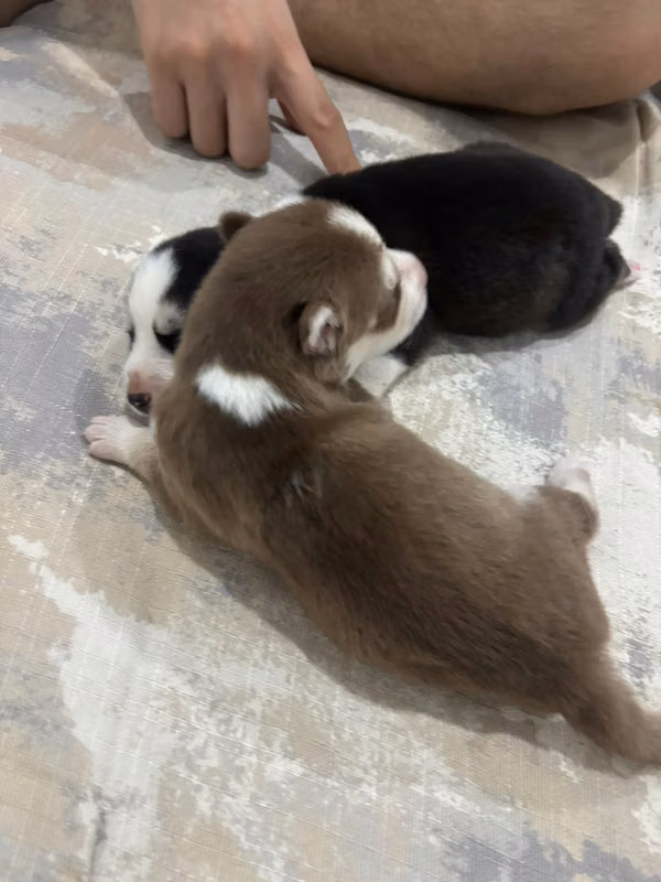 Husky Siberiano 