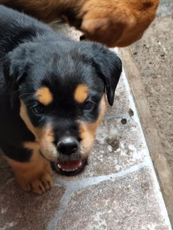 Rotweiler 6 weeks