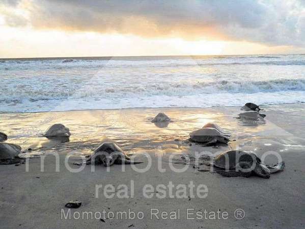 Casa de Playa en Venta &amp; Renta san juan del sur/playa el coco, rivas