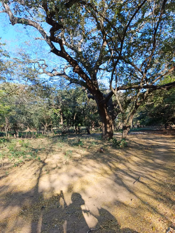 Sale of Finca in Nagarote