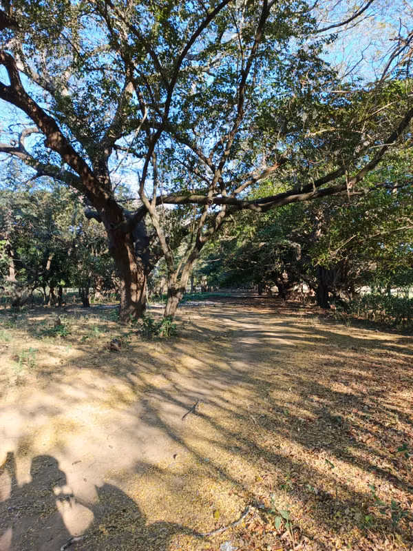 Sale of Finca in Nagarote