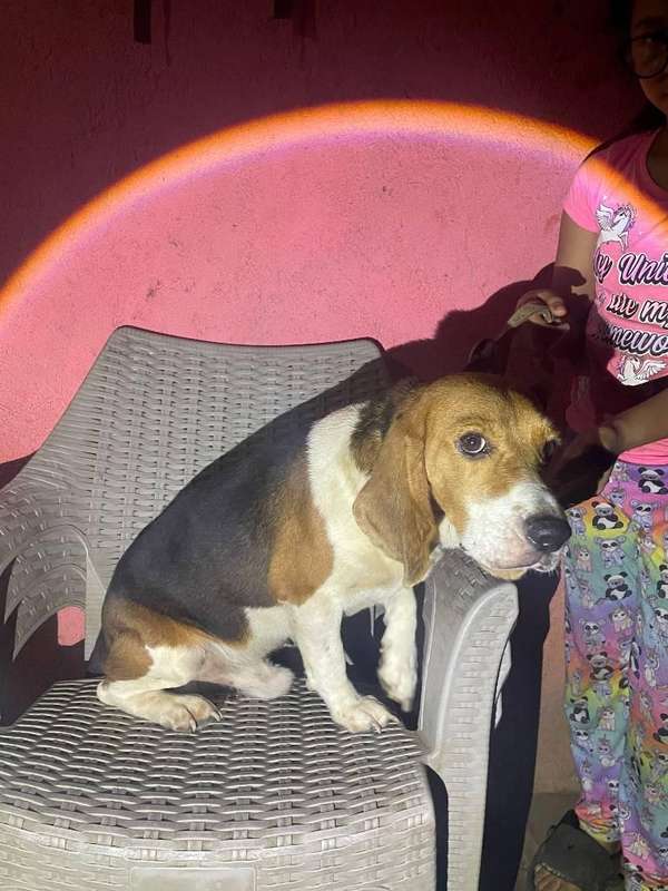 Nice two-year-old beagle