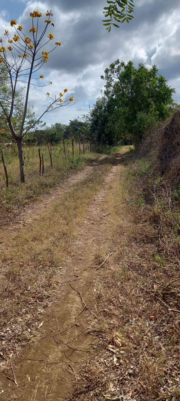 Get this large lot on Road to Masaya for New Milenium!