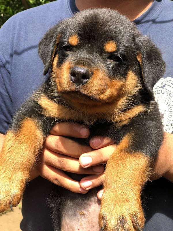 Cachorros Rottweiler