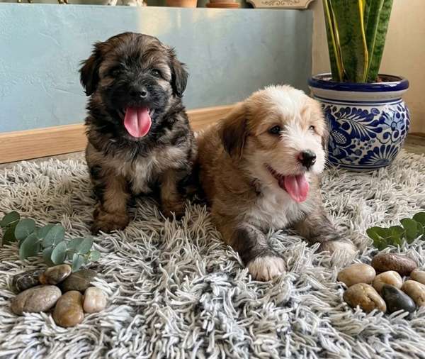 Maltipoo dogs