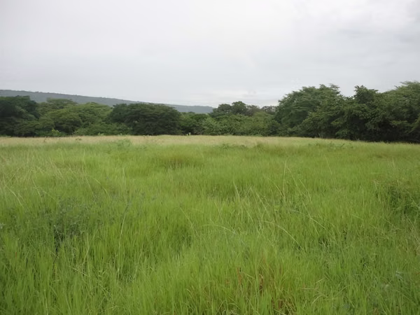 AL 1187  480.24 Acre just 4 miles from Transito Beach