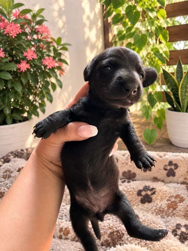 Female sausage dog
