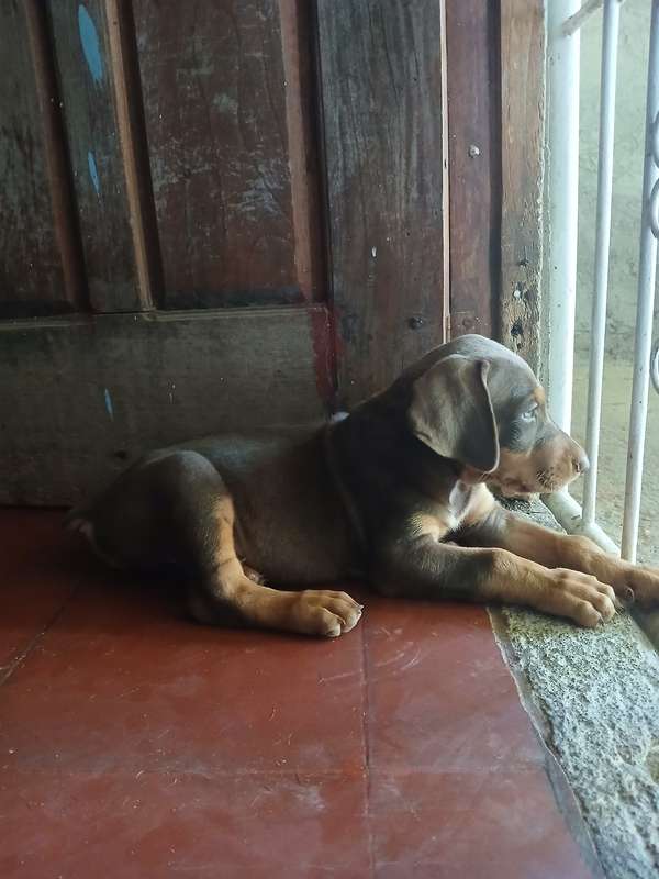Doberman American