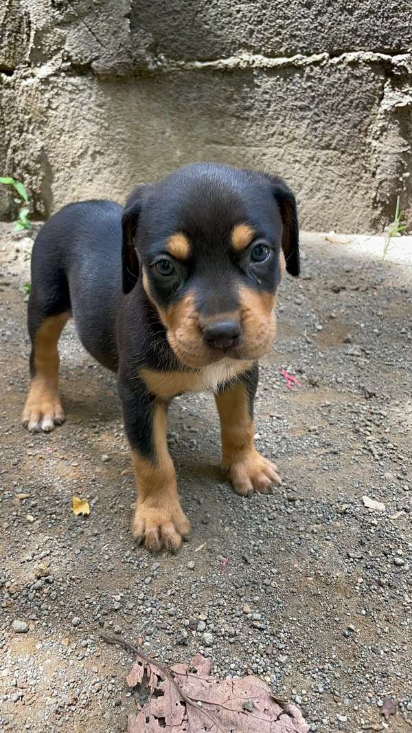 Cachorros 