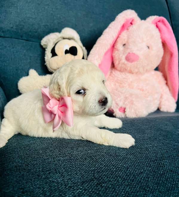 French poodle toy disponibles