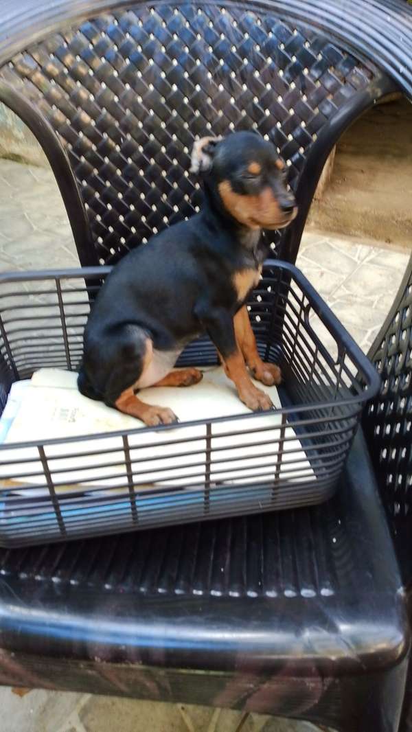 Pinscher hembra 3 meses 