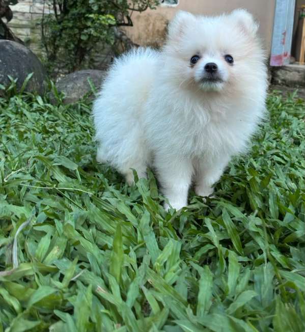Macho y hembra disponibles