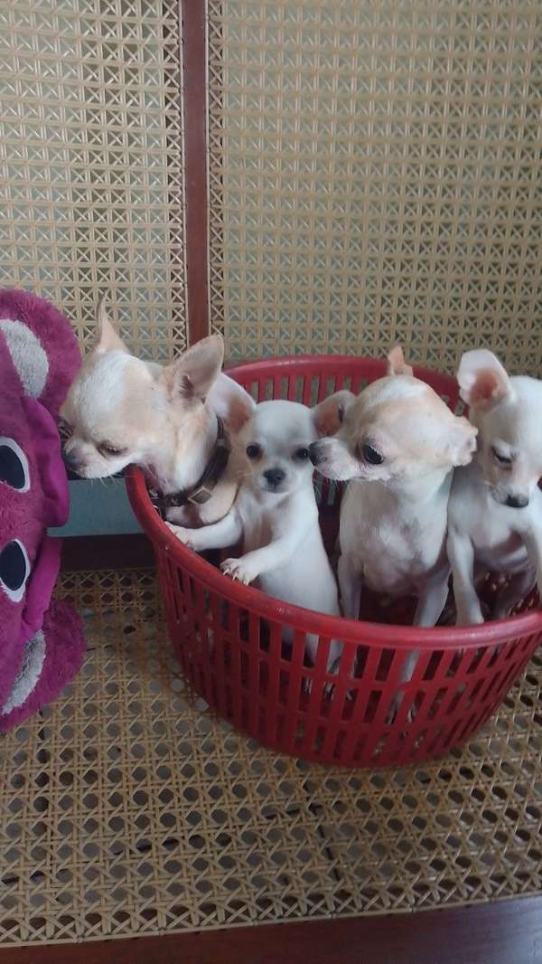Chihuahua Miniatura 