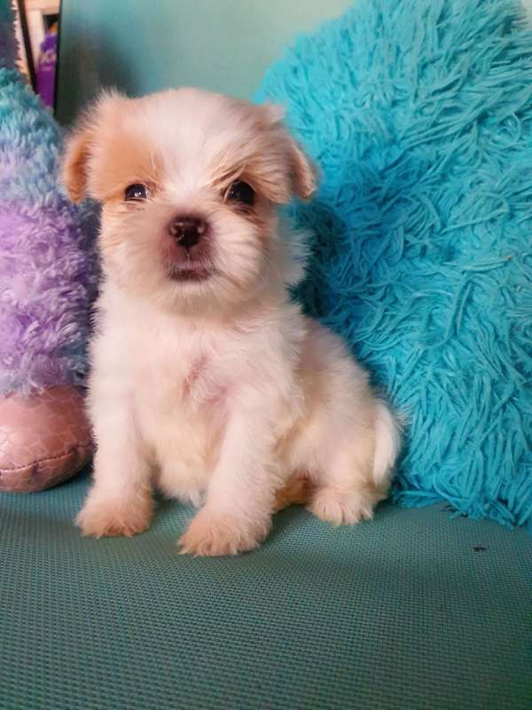 Cachorro shih tzu