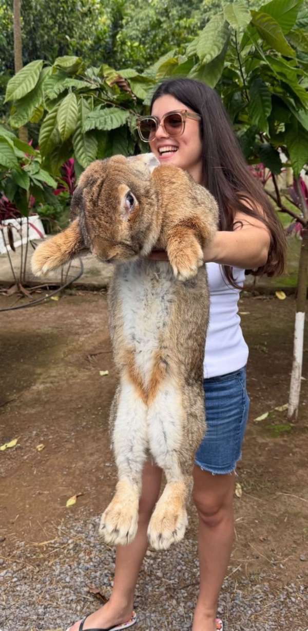 Conejos gigantes de Flandes 1 mes y medio.