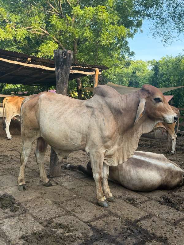 Vendo Toro Brahman