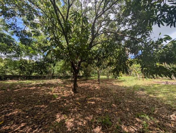 Venta de Finca en Veracruz 