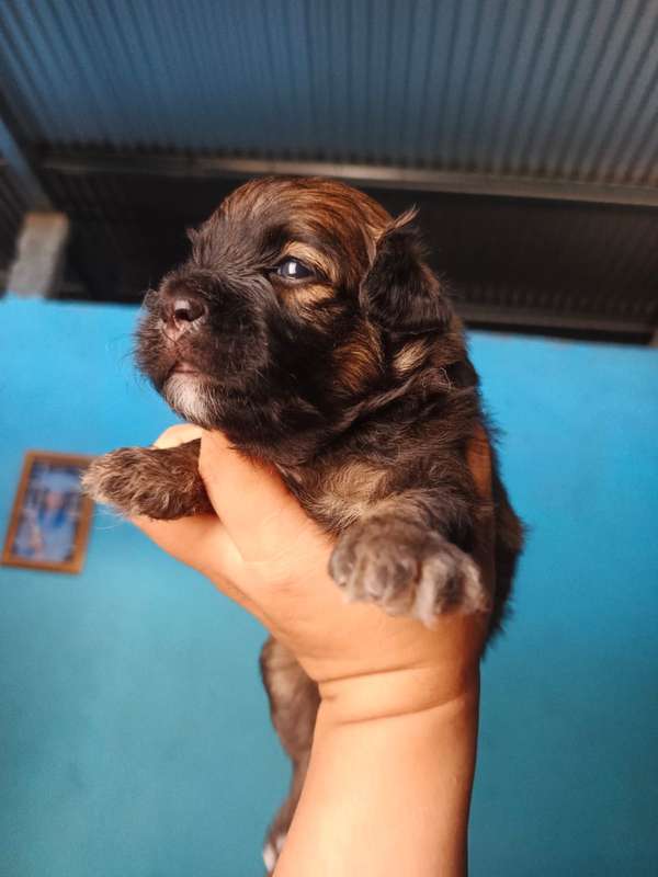 Lindos cachorros Terrier Maltés 