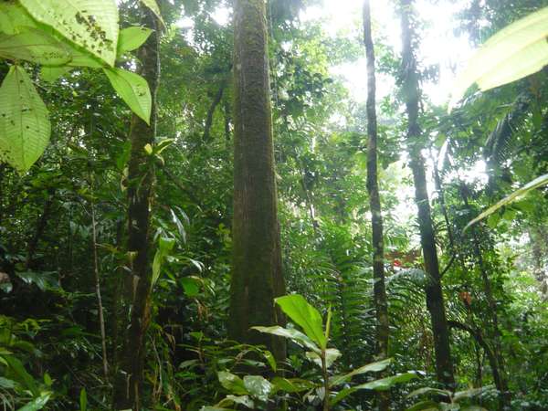 SOLD LAND 41 HECTARE IN CHEPO BARGAIN REDUCED