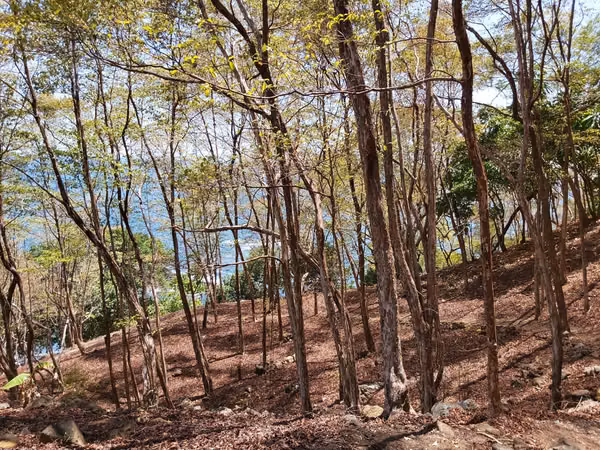 SALE ESTATE OF 7.9 HECTARES. - PROVINCE OF CHIRIQUI
