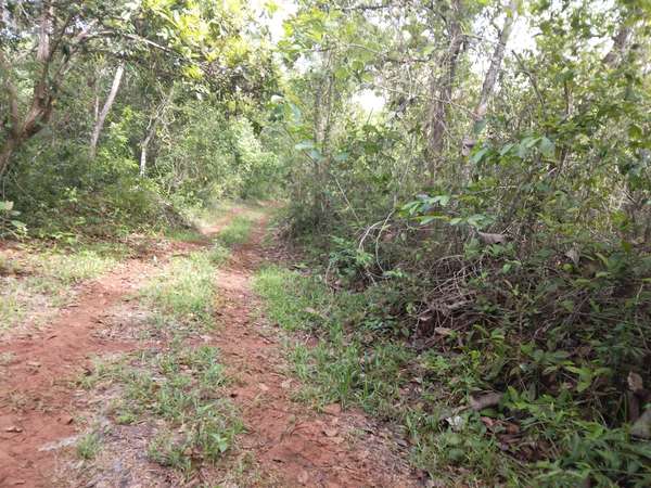 SE VENDE FINCA PIÑERA. EN ZANGUENGA