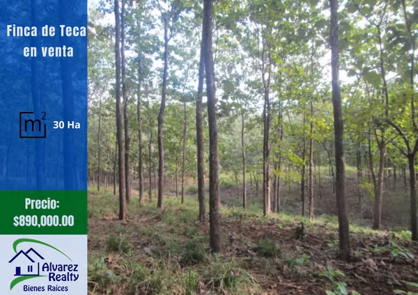 ID# F-0131 Finca con Teca en Venta