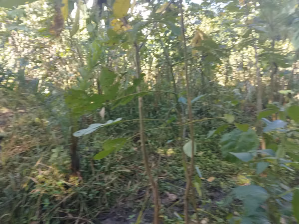 SE VENDE TERRENO CHIRIQUI, SAN ISIDRO, GRAICHE, ACERRIO