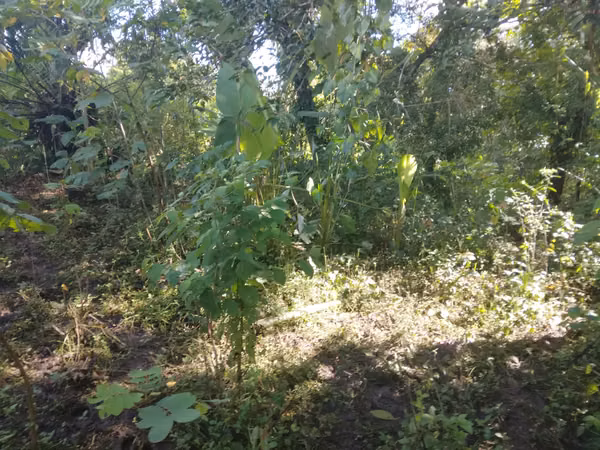 SE VENDE TERRENO CHIRIQUI, SAN ISIDRO, GRAICHE, ACERRIO