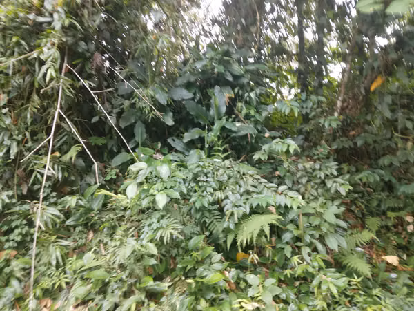 SE VENDE TERRENO CHIRIQUI, SAN ISIDRO, GRAICHE, ACERRIO
