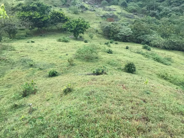 For sale  46 hectares of land registered