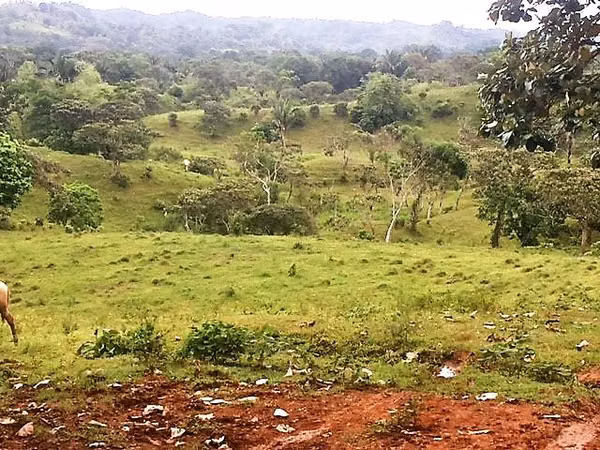 Farm for sell in Escobal, Colon