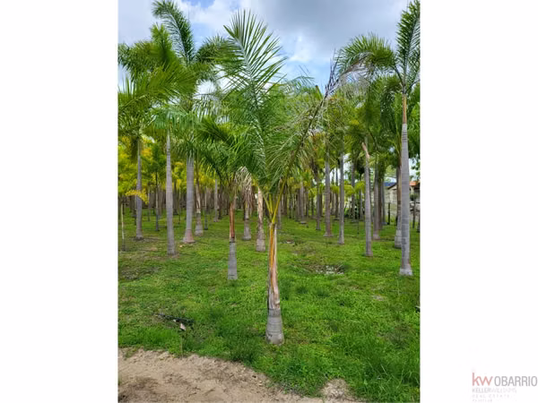 House with plantation in Nueva Gorgona, Chame