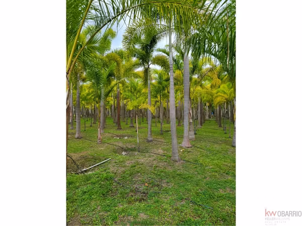 House with plantation in Nueva Gorgona, Chame