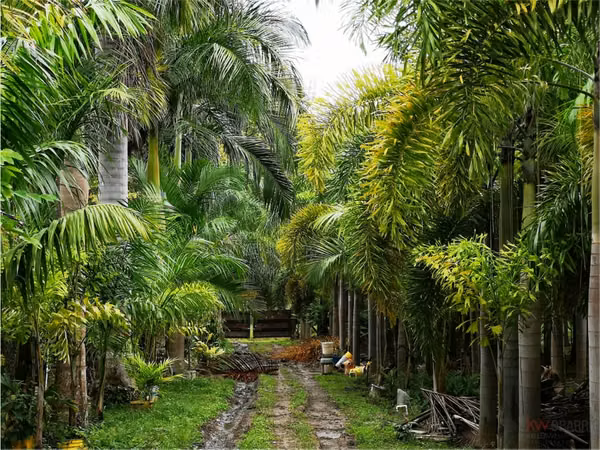 House with plantation in Nueva Gorgona, Chame