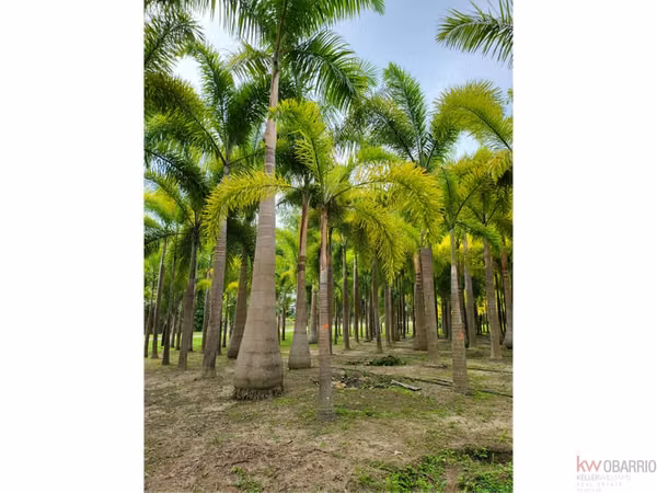 House with plantation in Nueva Gorgona, Chame