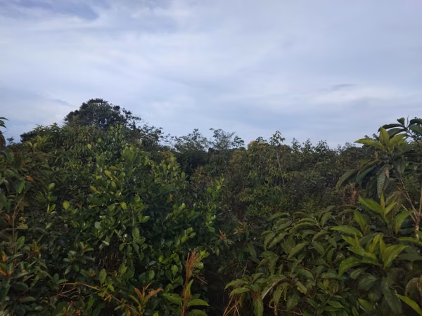 SE VENDE TERRENO EN CHIRIQUI, DOLEGA, POTRERILLO ABAJO.